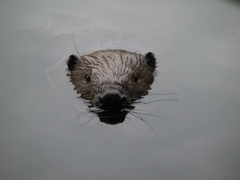 Beaver close up - Willy de Koning