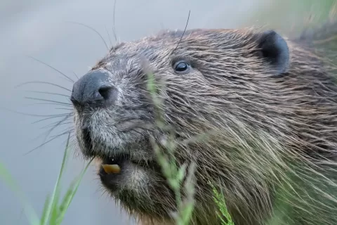 Beaver pausing while eating - Beaver Trust