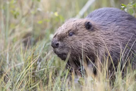 One of the family pausing at the loch's edge shortly after being released © Beaver Trust.jpg