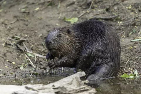 Wild beaver on the river tay - beaver trust