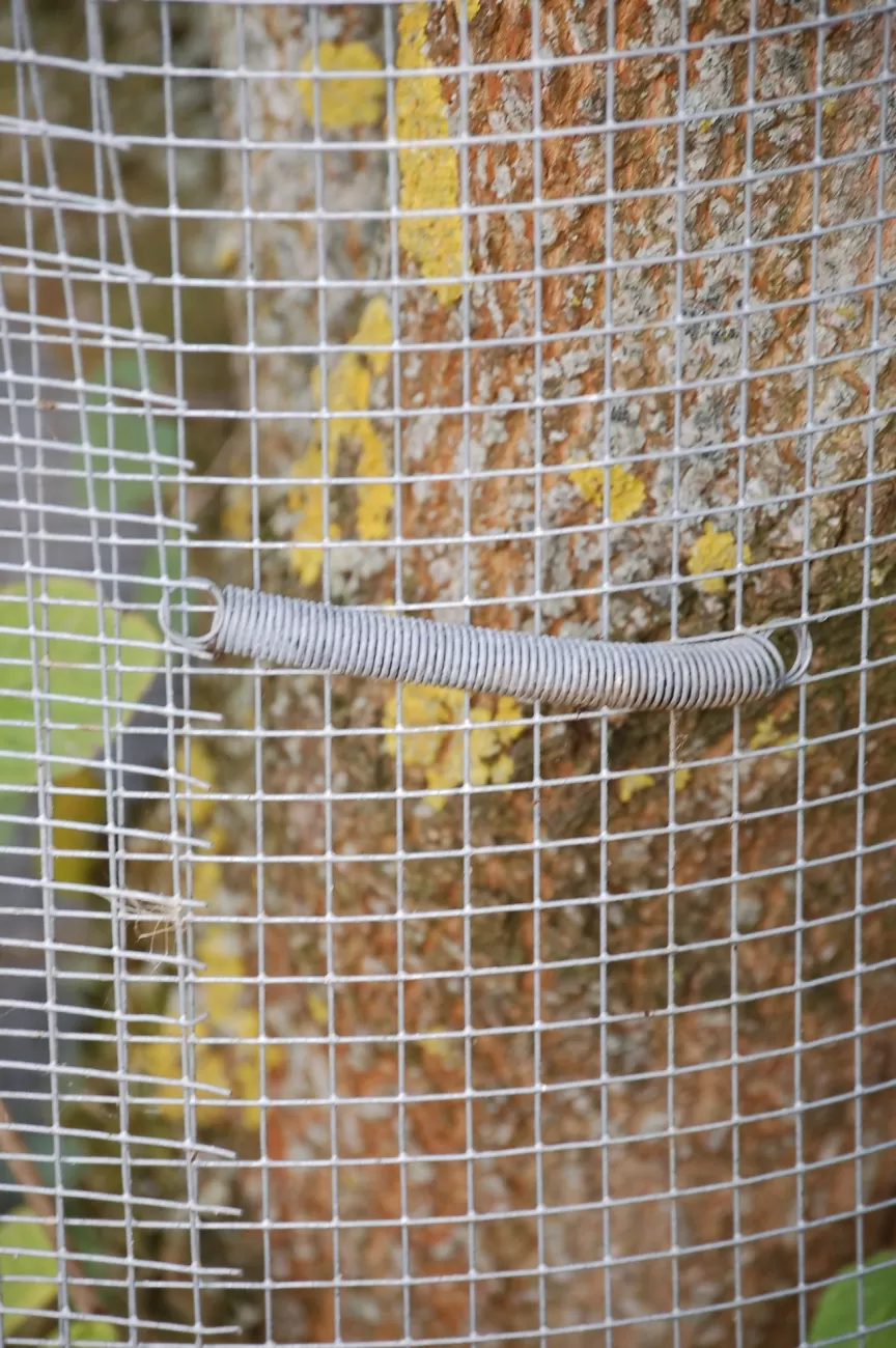 Mesh around trees- radial growth - D. Gow