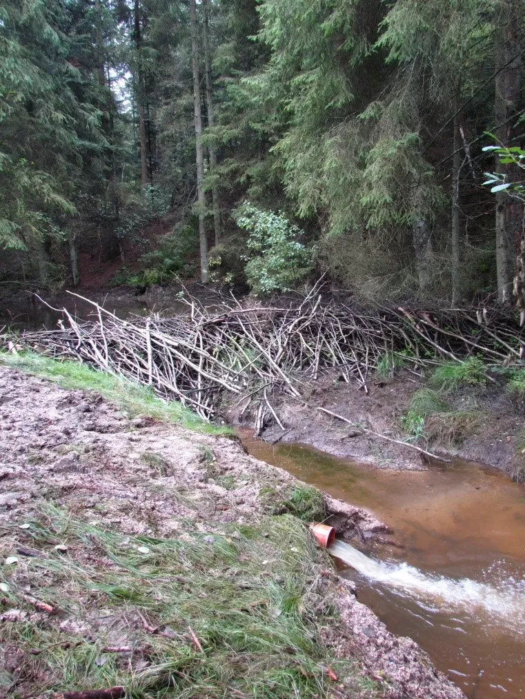 Beaver deceiver 2- R Campbell-Parker