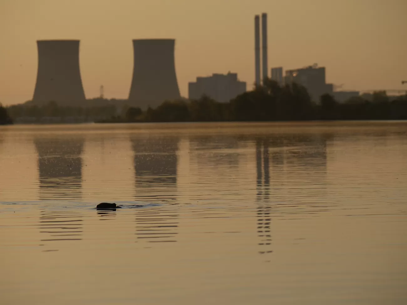 Beaver with industry - Willy de Koning