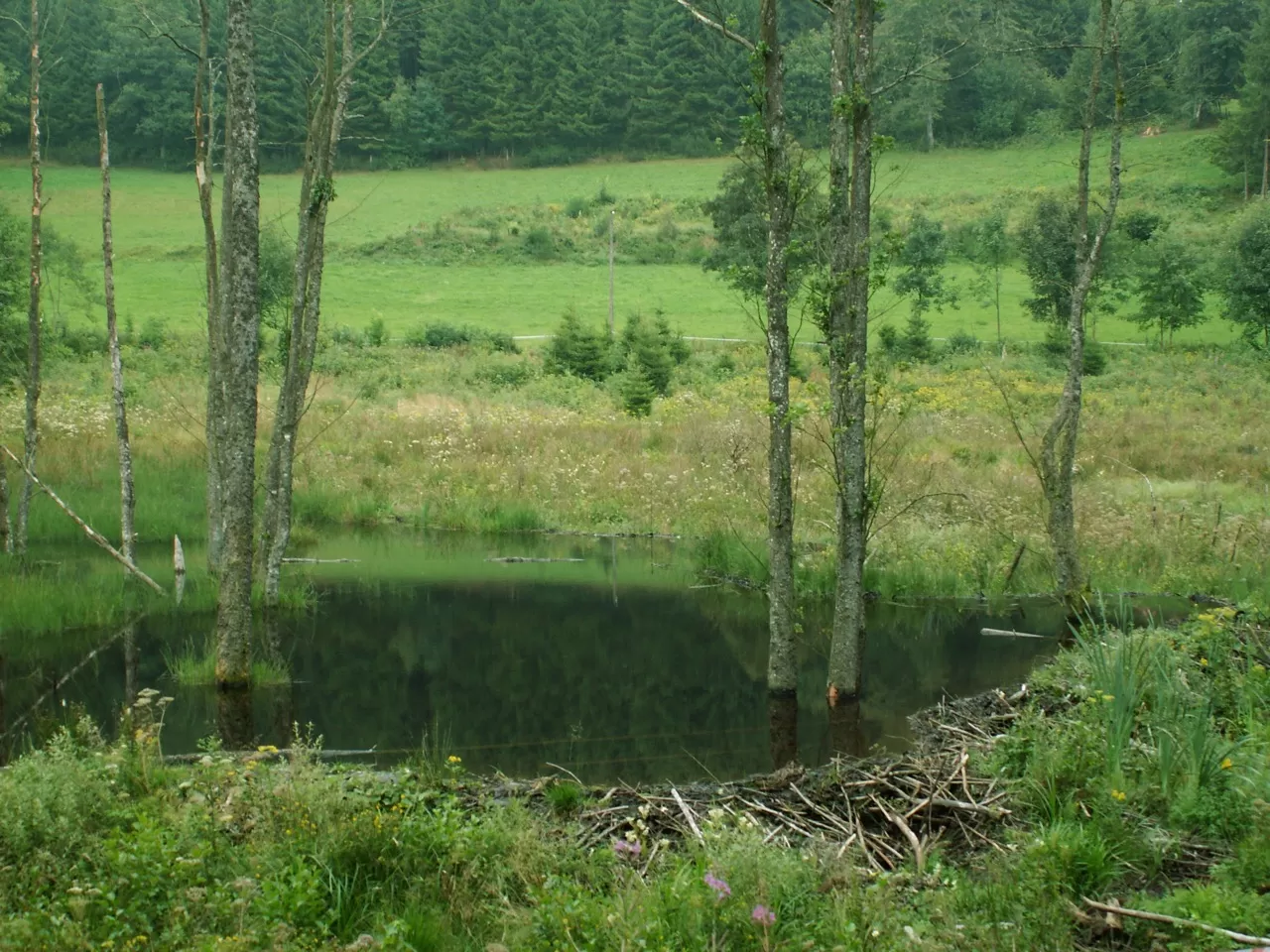 Beaver dam - Stefan Vreugdenhil