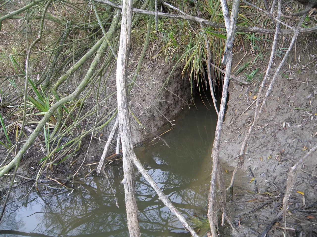 Beaver behaviour and constructions | Stowa Bevers