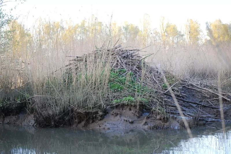 Beaver lodge - Merijn van den Hoogenhoff