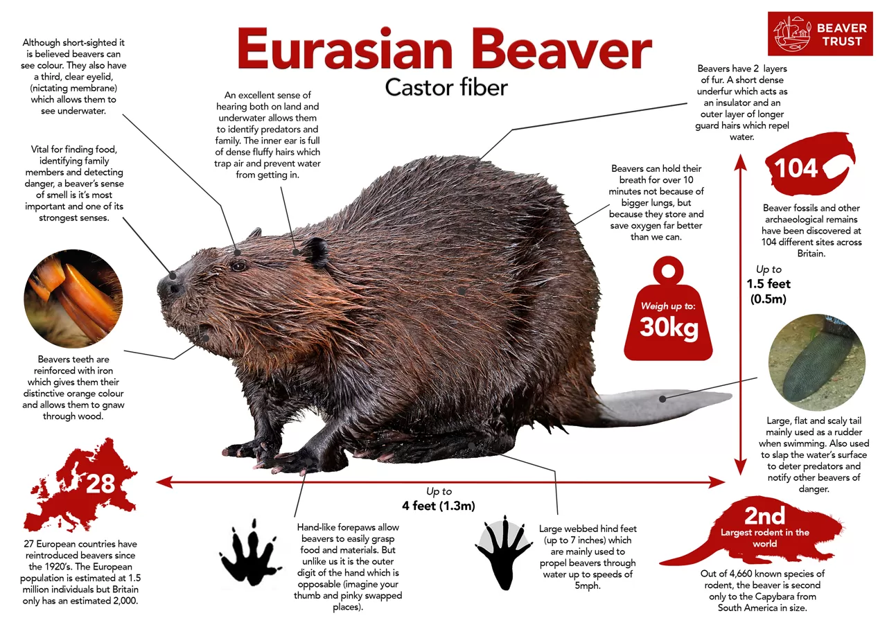 Eurasian beaver - Beaver Trust