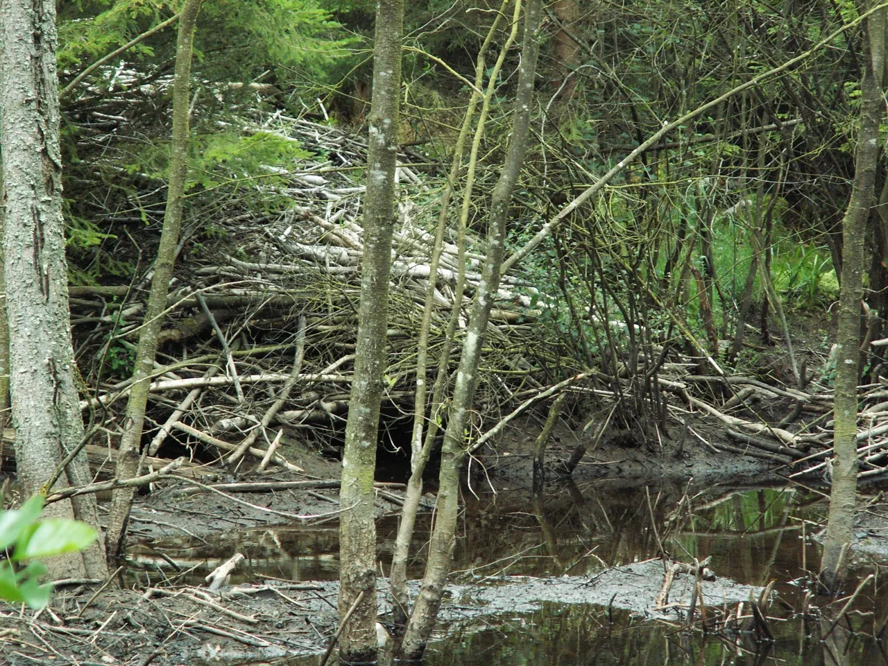 Beaver lodge - Stefan Vreugdenhil