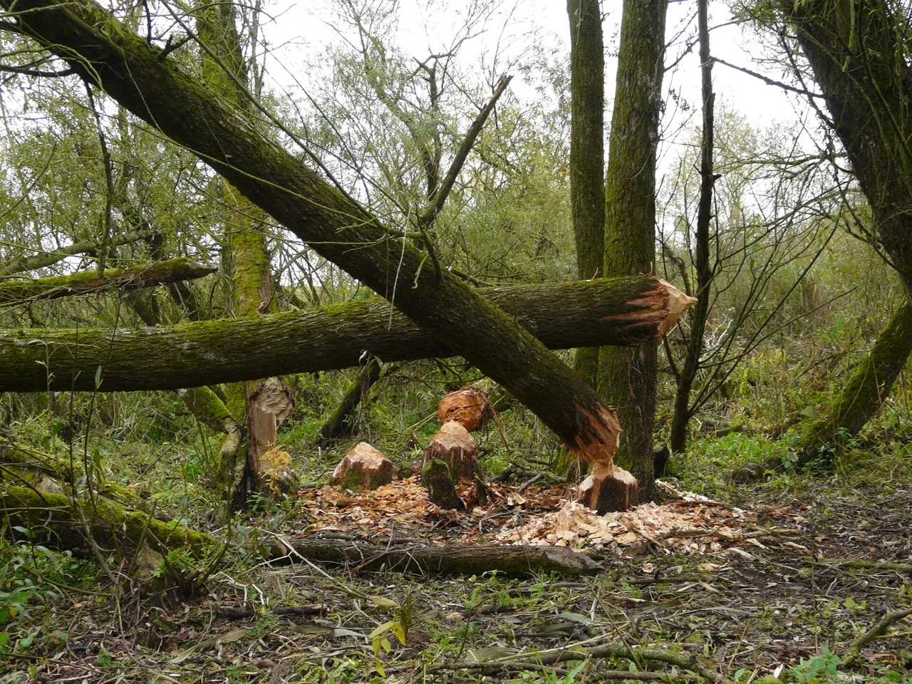 Beaver gnawing - Cynthia Lange